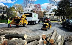 Best Tree and Shrub Care  in Bella Vista, CA